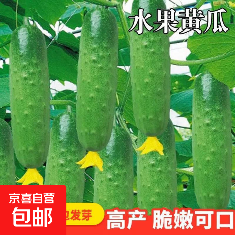【亏本冲量】水果黄瓜种子高产压趴架四季盆栽种旱籽大棚阳台蔬菜 水果黄瓜种子 1包约50粒