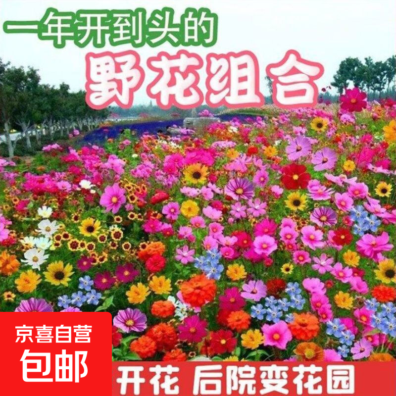 【亏本冲量】当季新种多年生野花组合耐寒种子波斯菊太阳花四季 野花组合种子/包约800粒 1包