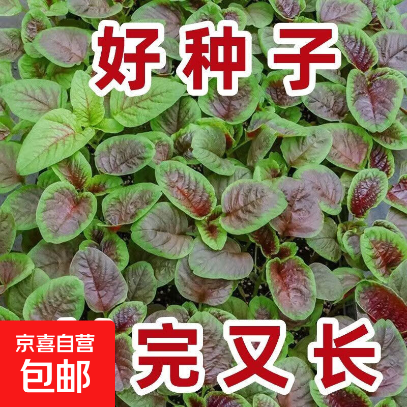 【亏本冲量】红苋菜种子大叶四季播大圆叶苋蔬菜籽阳台盆栽野菜籽 一点红苋菜种子 1包约1000粒