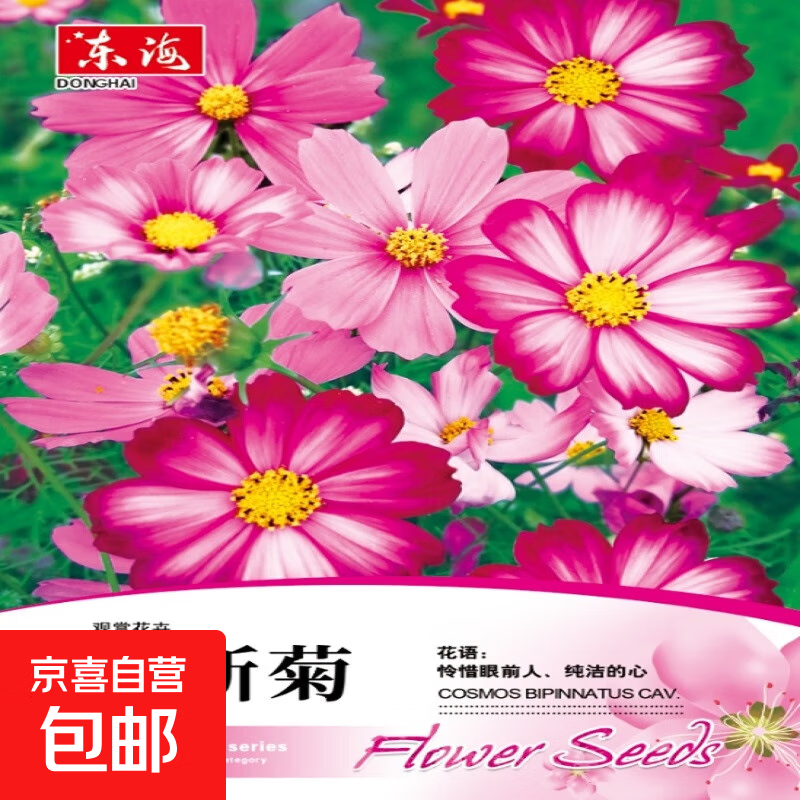 【亏本冲量】波斯菊种子混色矮杆格桑花种子庭院阳台盆栽四季开花 波斯菊种子/包约500粒 1包