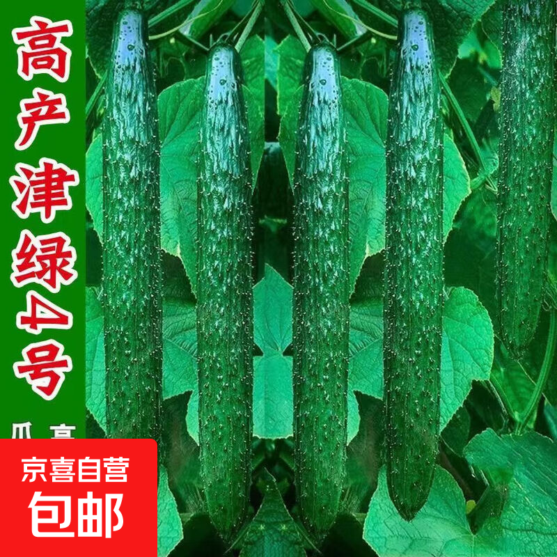 【亏本冲量】津研四号黄瓜种子绿瓤心水果四季阳台盆栽高产蔬菜种 精研四号种子 1包约50粒