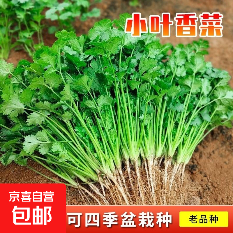 【亏本冲量】香菜种子四季易种耐热抽苔阳台盆栽蔬菜农家南北通种 小叶香菜种子1包约1000粒 一包约1000粒