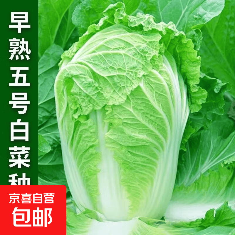 早熟五号大白菜种子50天秋冬四季播种耐热高产小白菜种子蔬菜种籽 早熟五号白菜种子 1包约1000粒