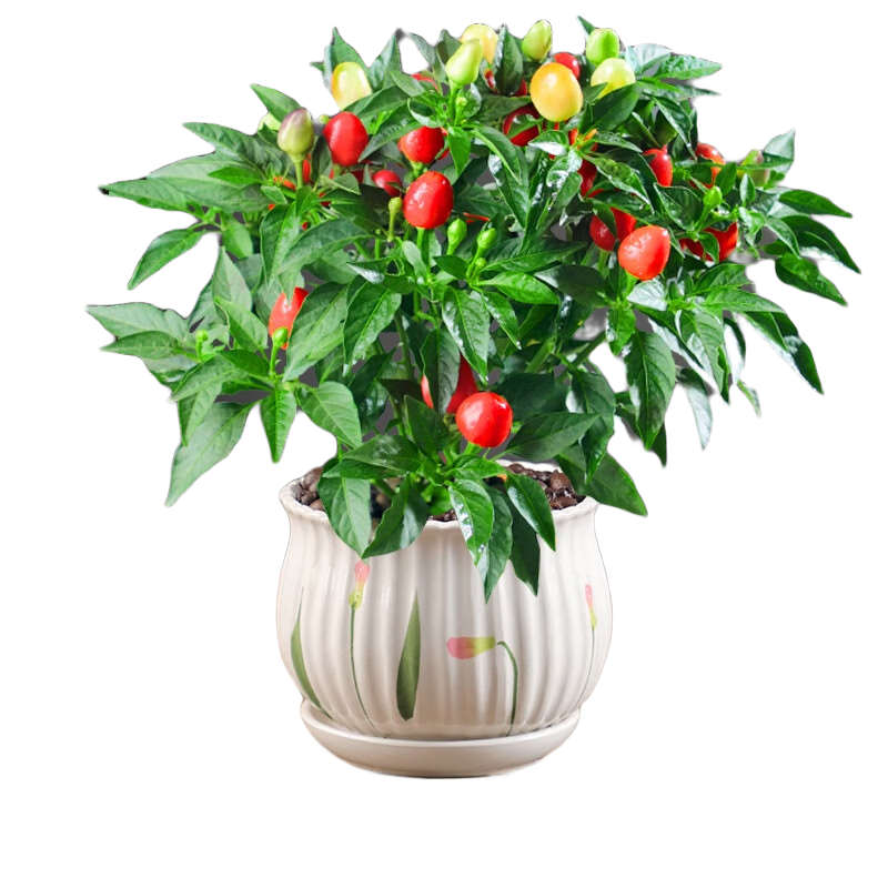惜林園七彩辣椒盆栽小辣椒五彩椒樹苗帶果可食用新鮮植物好養(yǎng)活花卉綠植 七彩椒【郁金香陶瓷盆】 含盆