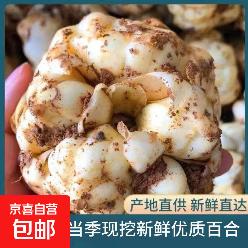 26年新鲜江苏宜兴鲜百合特产现挖新鲜蔬菜源头直发包邮新鲜蔬菜 新鲜百合1斤 约5个