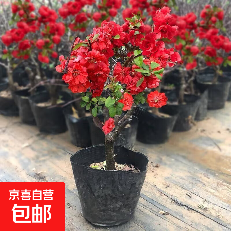 海棠花盆栽带花苞树苗老桩盆景庭院好养四季阳台植物室内花卉绿植 五年苗花期带花苞