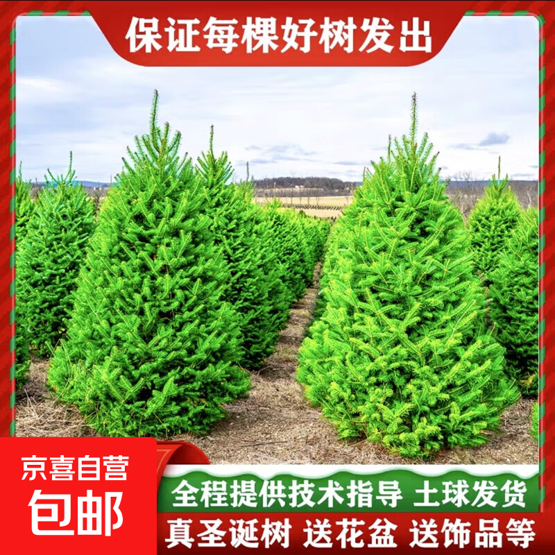 真的圣诞树真树活的诺贝松真树松树圣诞节绿植挪威云杉圣诞树盆栽 0.5-0.7米云杉圣诞树（送盆+装饰）