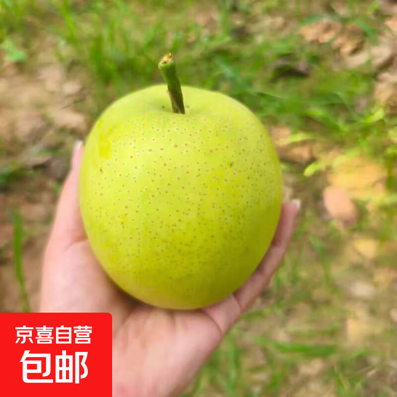京喜加正宗河北青梨新鲜梨子水果翠冠梨皇冠梨玺阳新17 带箱2斤