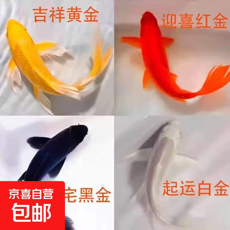 金鱼活体观赏鱼锦鲤草金鱼冷水鱼黑金锦鲤黄金锦鲤白金锦鲤小型鱼 6-8cm黑+白+黄+红各一条【共4条】