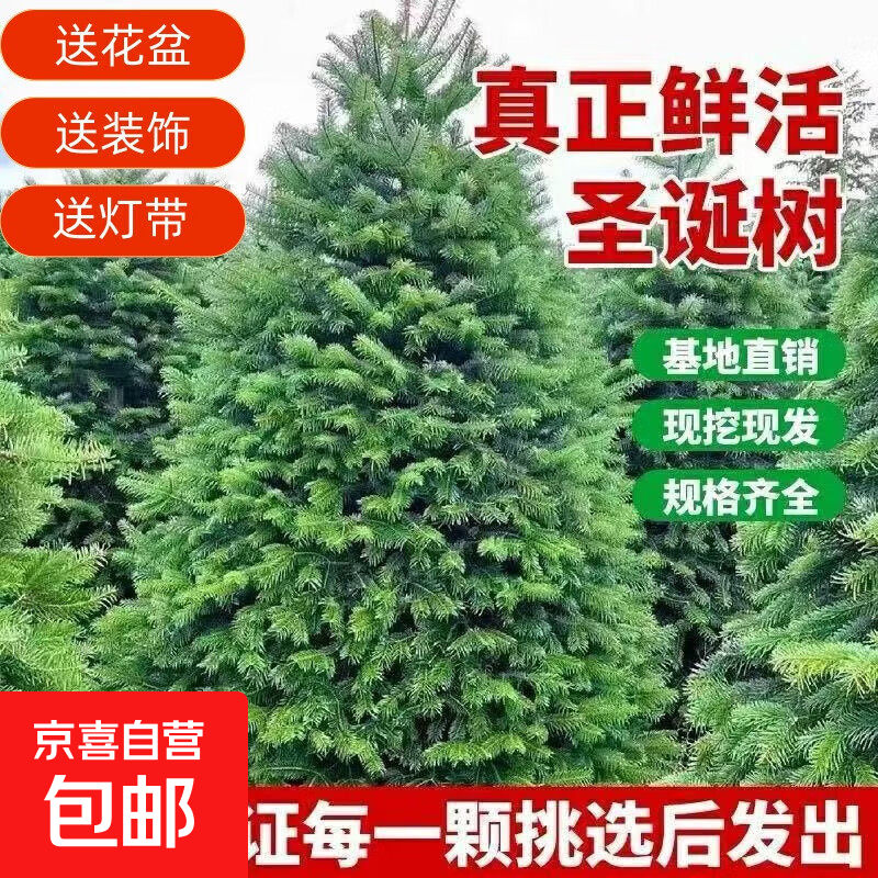 ʥС2025¿ɼʥŵ ѡ1.5-1.7ʥ(װ+ƴ) 128.8Ԫ