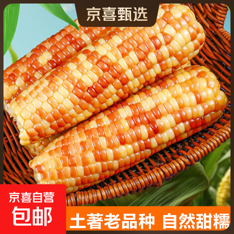 云南花糯小玉米 西双版纳 香糯玉米真空包装即食香甜软糯宝宝 香糯小玉米试吃装300g【约2-3根 老客爱买【只发净重】