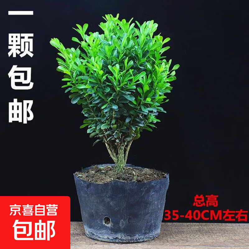 迩英阁黄杨盆景耐寒办公室内盆栽四季常青好养客厅花卉庭院树苗桌 黄杨盆栽35厘米高 不含盆  根部带土球发货  包成活