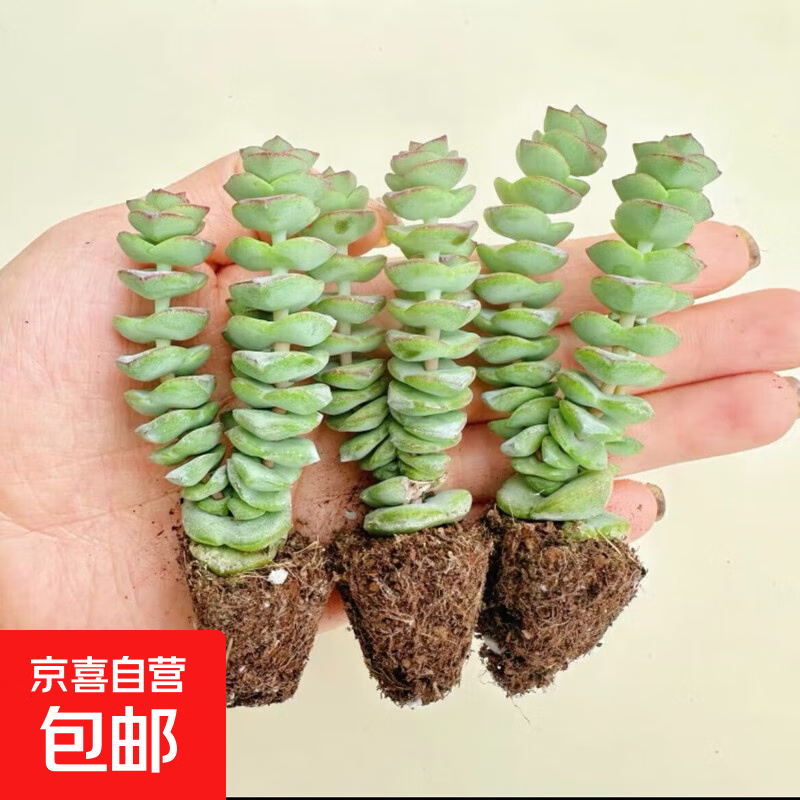 招财钱串吸财树多肉植物办公室桌面绿植盆栽花卉新手好养 【传统国学招财】双头钱串3颗