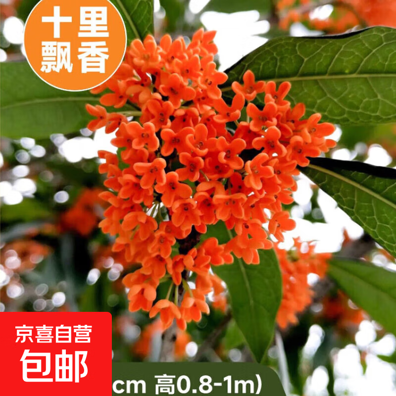 ���������������ļ��𻨻�ֲ���𵤹�ͥԺ����Ũ������ֲ���� ������ ��1cm ��0.8-1�����򷢻�