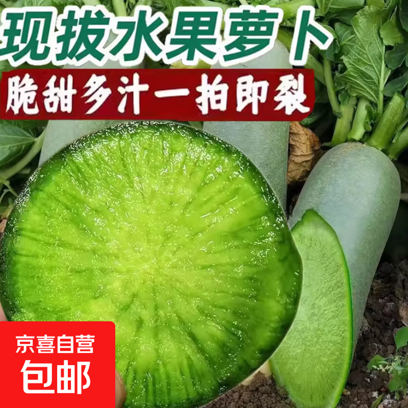 正宗潍坊水果青萝卜甜脆生吃潍县水果萝卜新鲜蔬菜包邮 水果萝卜5斤