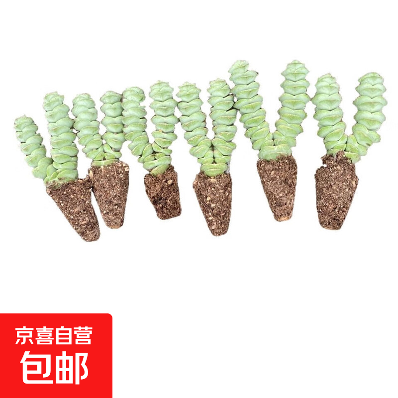 招财钱串吸财树多肉植物办公室桌面绿植盆栽花卉新手好养 【传统国学招财】双头钱串5颗