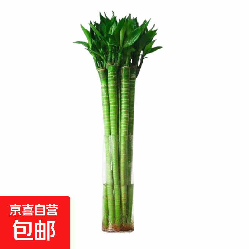 ��ͷ�Ĳ��� 45-50cm 4֧�������Դ��������� 29.9Ԫ(����ȯ)