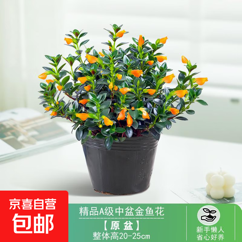 金鱼吊兰盆栽带花苞办公室内阳台秋冬好养活四季耐寒开花卉绿植物 【限量抢购】120#金鱼吊兰(原土盆)+营养液