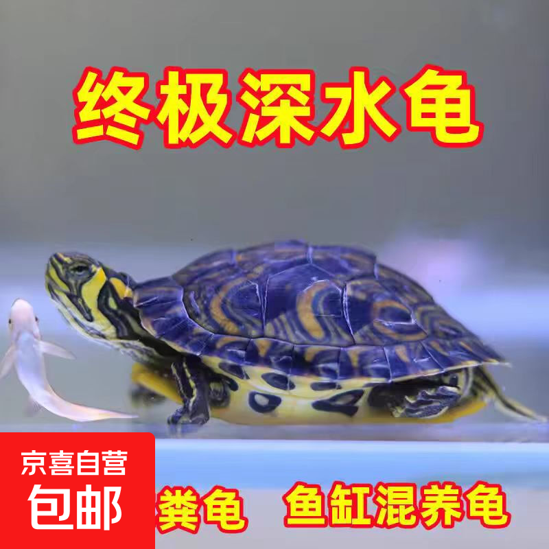 深水黄耳龟乌龟活物乌龟鱼缸混养宠物观赏乌龟活体招财吃粪外塘龟 黄耳龟6-7厘米 1只单身