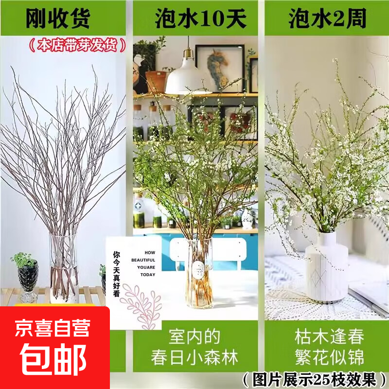 雪柳鲜枝干枝水养插花水培植物鲜花卉室内盆栽带花苞绿植龙柳好活 【限量特惠】S+级雪柳65-70cm20枝+营养液 不含花瓶