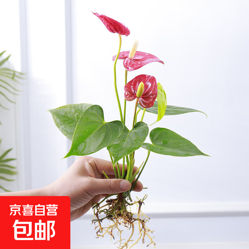 ˮ��������Դ�����Ҷ���������׻��ļ���������ֲ��칫���ں��� ���ؼۿ����-����1-3�仨+Ӫ��Һ