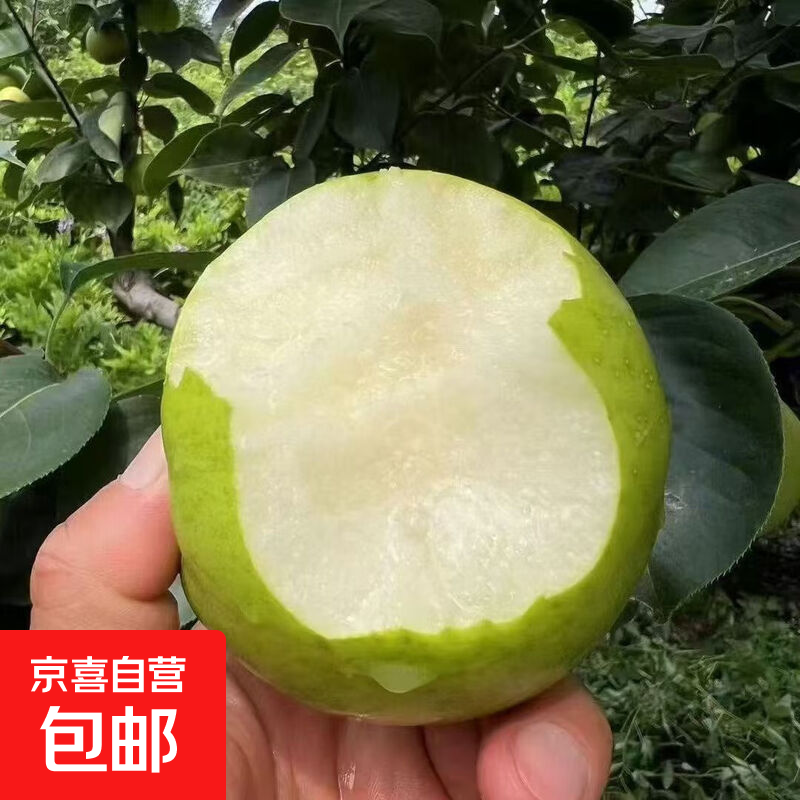 现摘正宗青皮皇冠梨薄皮脆甜多汁当季新鲜水果河北皇冠梨 带箱2斤
