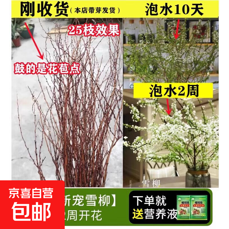 雪柳鲜枝干枝水养插花水培植物鲜花卉室内盆栽带花苞绿植龙柳好活 【限量抢购】S+级雪柳鲜切65cm左右12枝+液 不含花瓶
