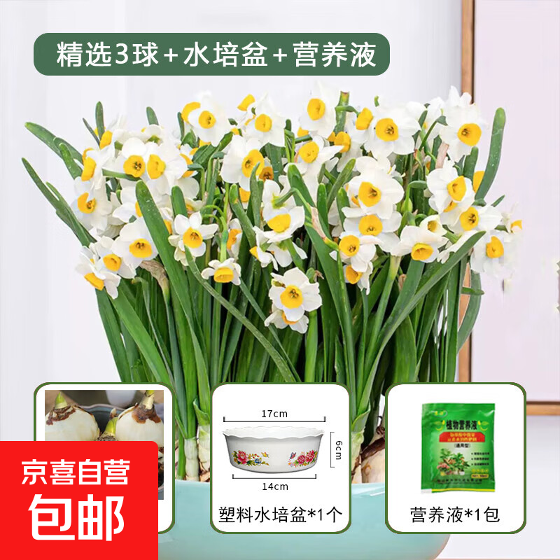 漳州水仙花种球水培耐寒冬季四季花卉年宵花庭院内外阳台室内植物 精选3球+营养液+水培盆 周长16-19cm