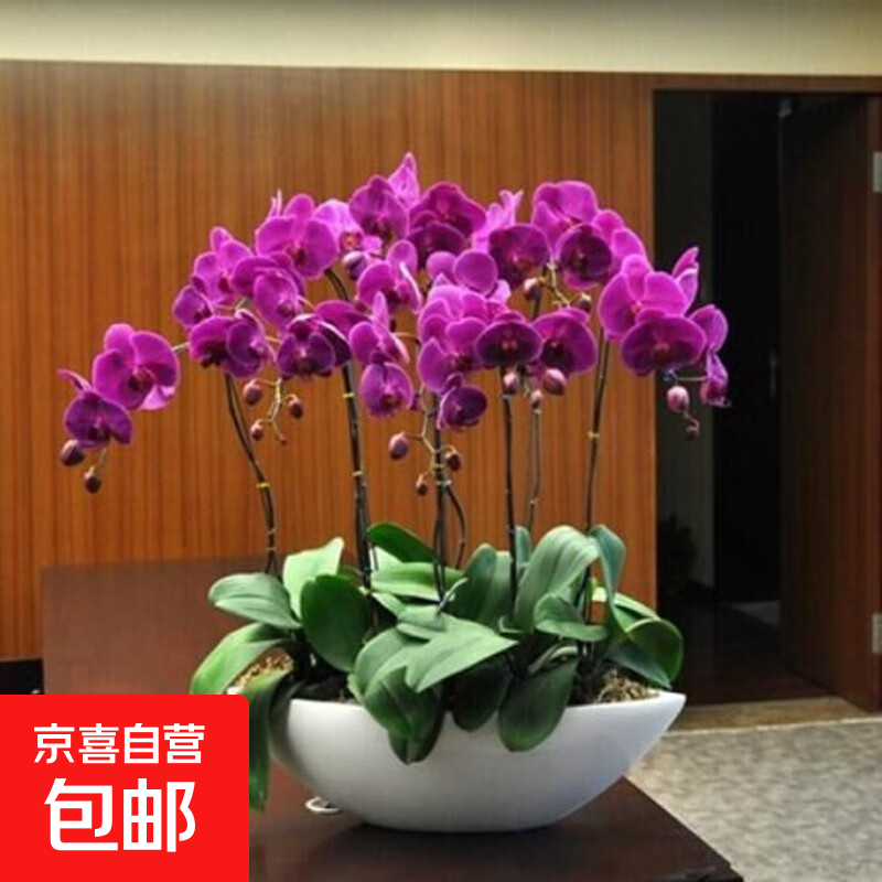 蝴蝶兰花苗盆栽室内观花植物桌面阳台年宵花卉四季开花绿植花卉 小女孩蝴蝶兰【不带花含原盆土】