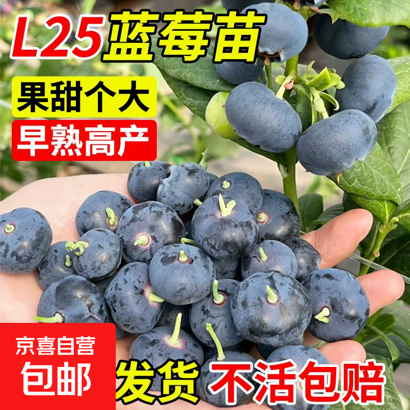 L25蓝莓树苗盆栽庭院阳台南北方种植地栽蓝莓苗特大果耐寒果树苗 l25蓝莓苗【6年大苗当年结果】