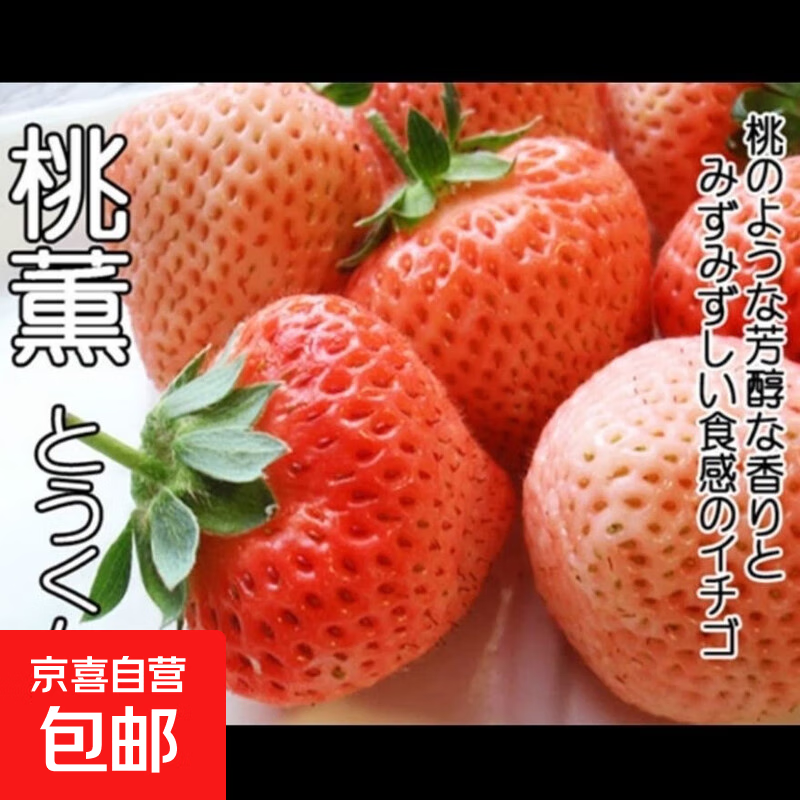 【亏本冲量】四季盆栽草莓苗室外地栽阳台草莓盆栽带盆带土发货 桃熏草莓1棵【带育苗盆发货】