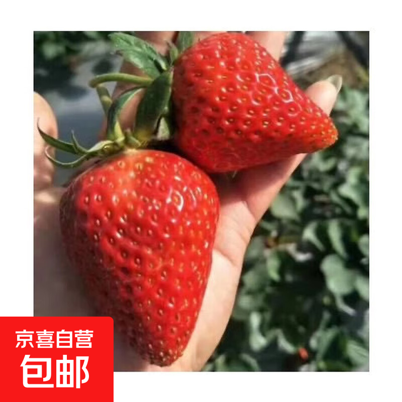 【亏本冲量】四季盆栽草莓苗室外地栽阳台草莓盆栽带盆带土发货 妙香草莓1棵【带育苗盆发货】