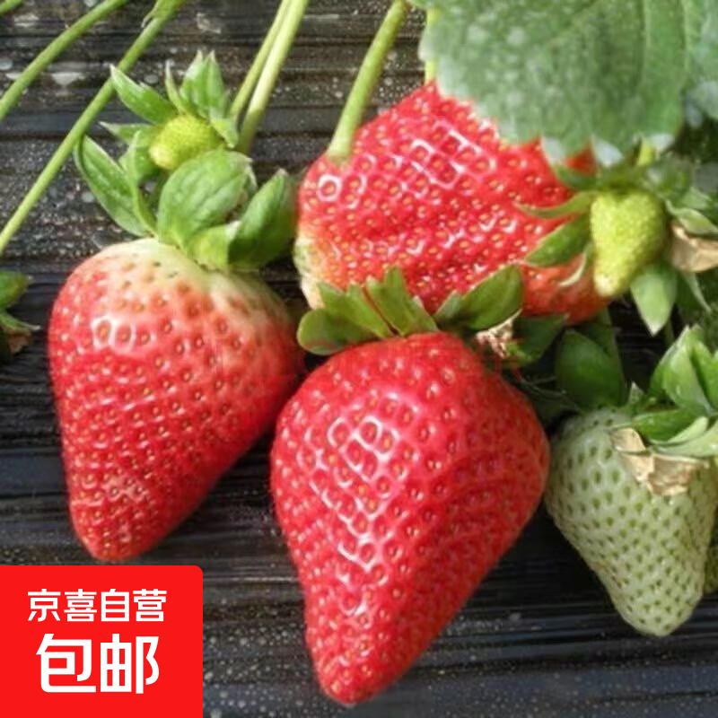 四季盆栽草莓苗室外北方地栽南方阳台草莓盆栽带盆带土发货 红颜草莓1棵【带育苗盆发货】