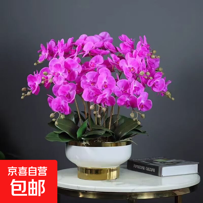 蝴蝶兰花苗盆栽室内观花植物桌面阳台年宵花卉四季开花绿植花卉 粉雨蝴蝶兰【不带花含原盆土】