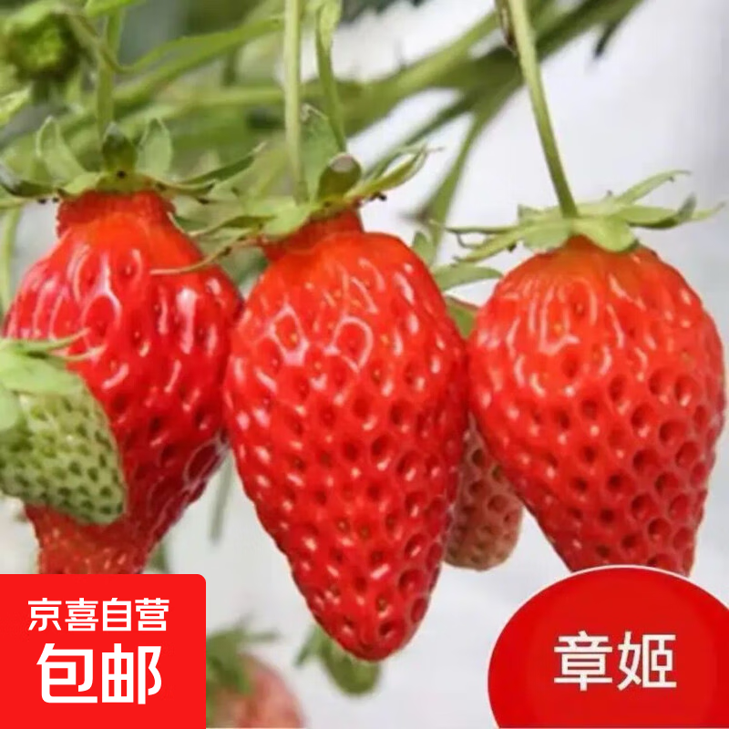 【亏本冲量】四季盆栽草莓苗室外地栽阳台草莓盆栽带盆带土发货 章姬草莓1棵【带育苗盆发货】