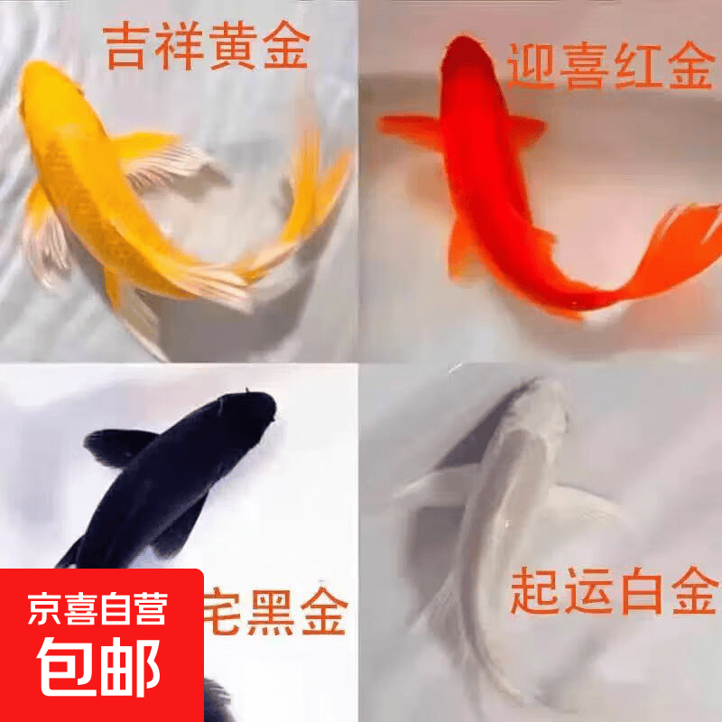 ������� �ݽ��� ��ˮ�� ��ɫ 3-7cm С���� һ�� 2.88Ԫ