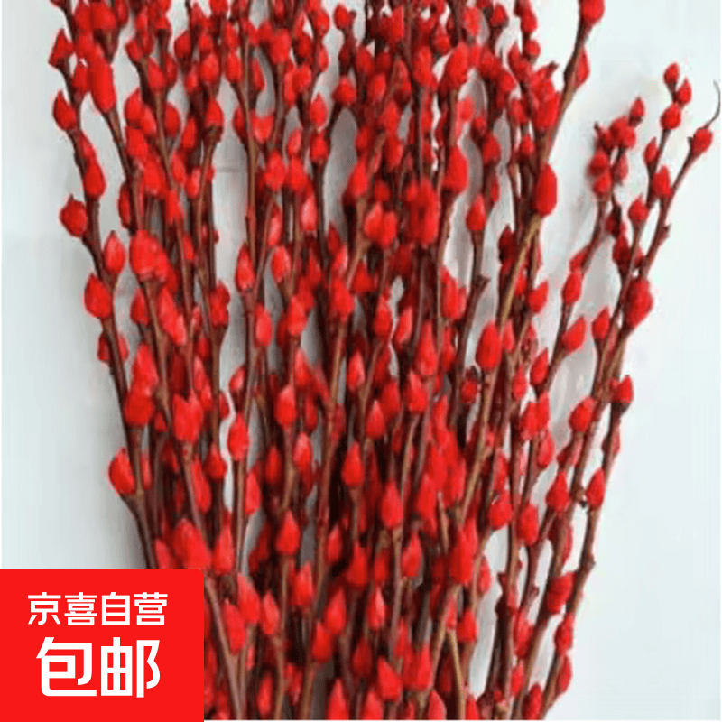 1.2米高 大红色银柳真花鲜枝年宵花卉水培植物干花落地银柳室内装 红色【60厘米高】10支