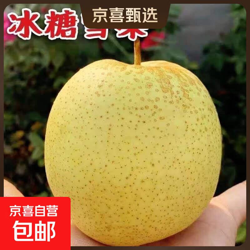 赵县雪花梨正宗河北赵县雪花梨新鲜水果产地直发15 带箱4斤净重3.5斤