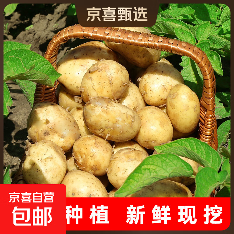 京喜加新鲜黄心土豆农家自种黄皮马铃薯黄心洋芋新鲜蔬菜 2斤
