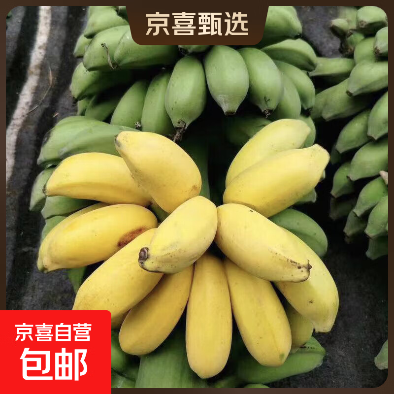 活动广西小米蕉香蕉软糯香甜当季新鲜水果现摘青皮发货整箱包邮 活动 带箱1斤