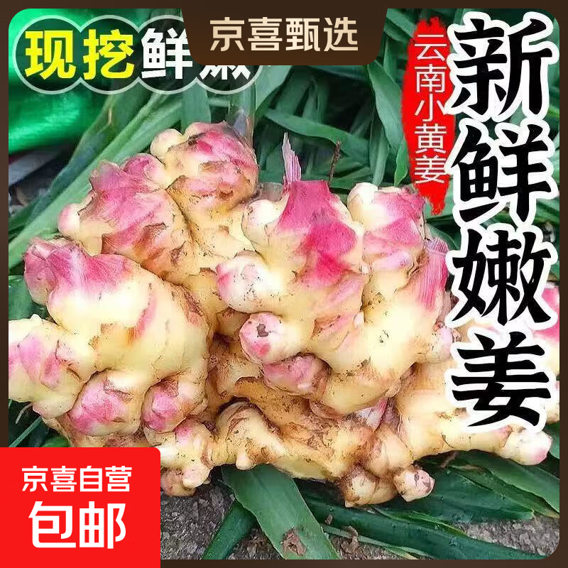 云南小黄姜当季现挖新鲜生姜老姜沙姜土姜家常菜去腥专用调料 1斤专享