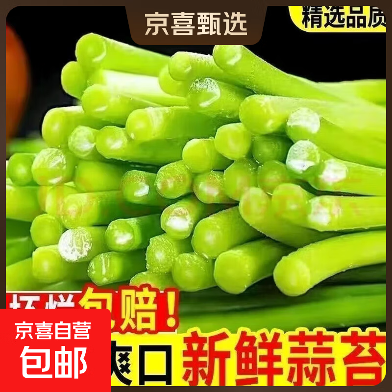 新鲜蒜苔2025头茬蒜薹现摘蒜台脆嫩翠绿生鲜蔬菜炒肉凉拌源头直发 1斤毛重
