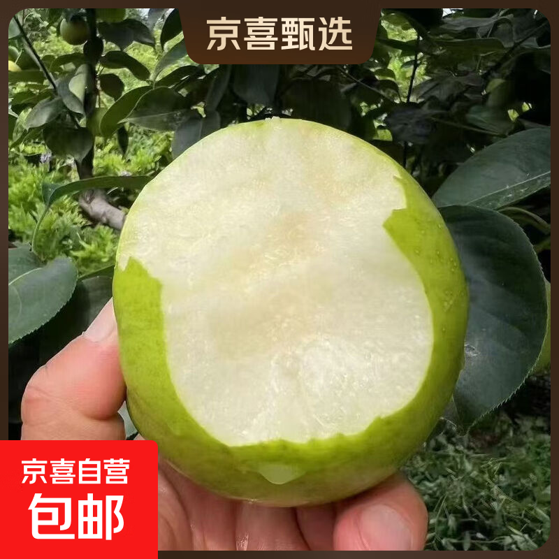 现摘正宗青皮皇冠梨薄皮脆甜多汁当季新鲜水果河北皇冠梨玺阳新11 带箱2斤