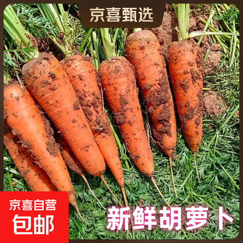 新鲜胡萝卜现挖带泥当季农家自种脆爽多汁水果蔬菜超市直播间同款 新鲜胡萝卜 带箱2斤