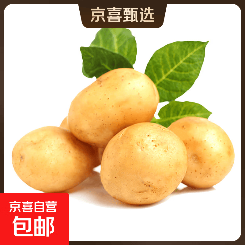 河南新鲜黄皮黄心土豆现挖洋芋土豆马铃薯 新鲜现货河南产地直发 黄心土豆 中果 3斤
