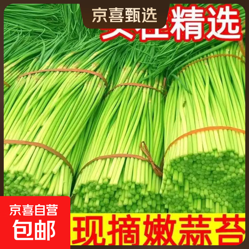 京喜自营新鲜蒜苔现采现发生鲜蔬菜超市同款即食蒜苔 新鲜蒜苔 1斤