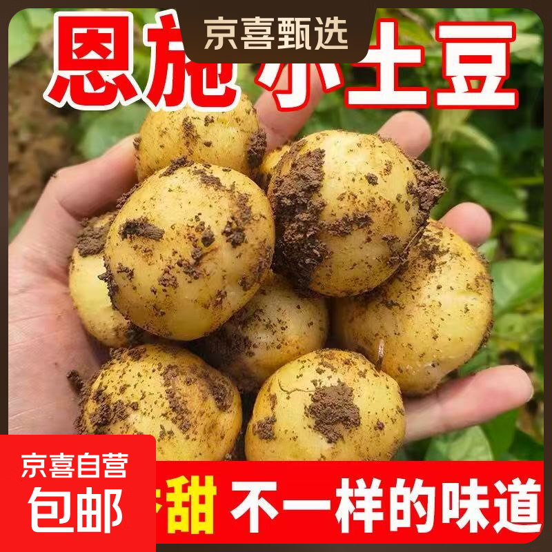 【富硒产区】恩施小土豆马铃薯新鲜高山农家迷你小洋芋【活动】 恩施小土豆两斤【鸡蛋大小，净重】
