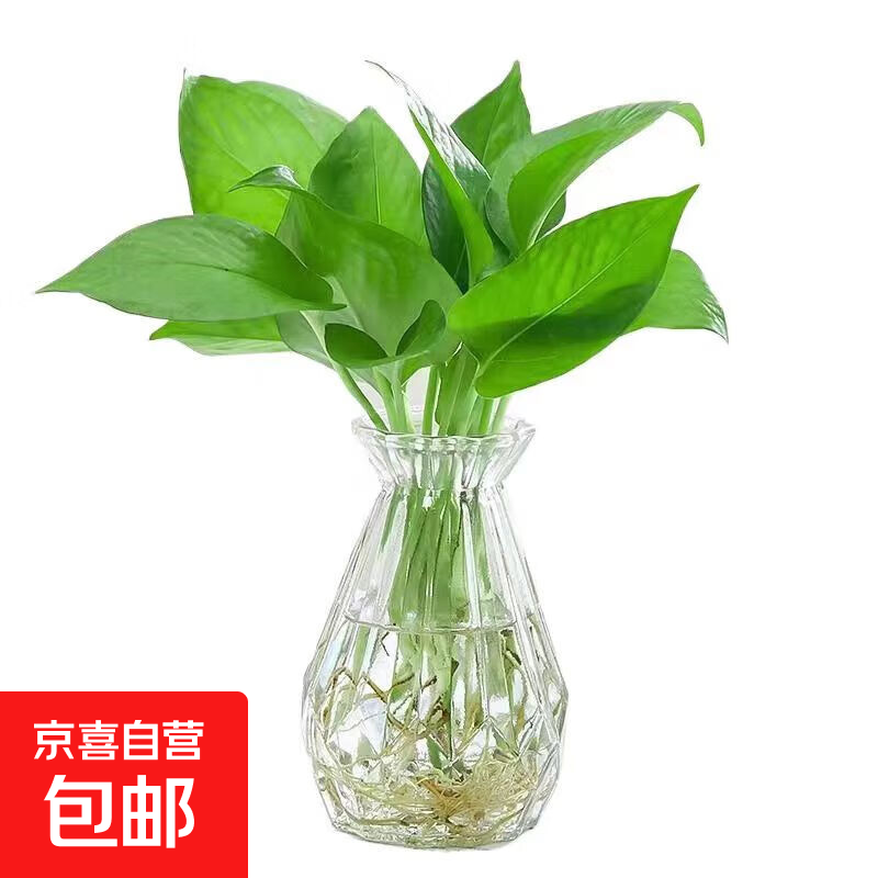 ˮܴȻʪ- 5֧ 25-30cm 9.9Ԫ