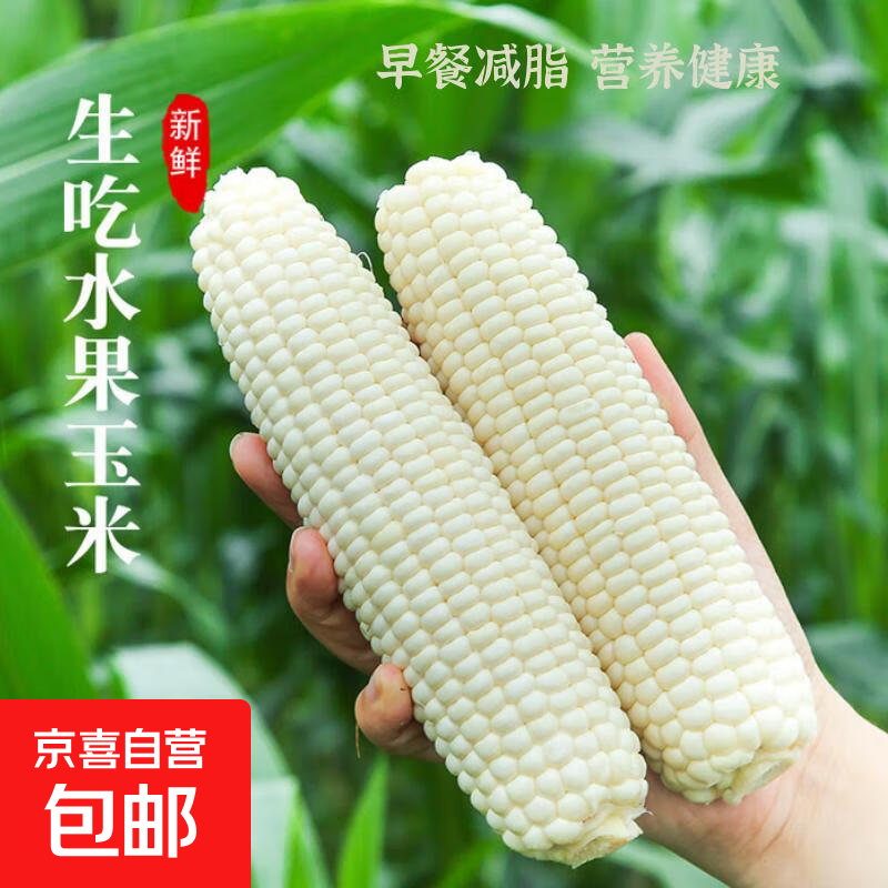 山东金乡白粒糯玉米现摘现发煮吃爆浆新鲜玉米棒 带箱2斤白粒糯玉米