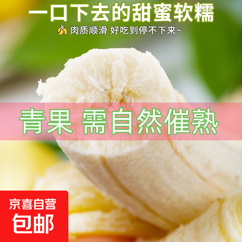 云南高山甜香蕉10斤当季新鲜水果大芭蕉小米蕉甜蕉皇帝蕉整箱包邮 5斤 青蕉发货自行催熟